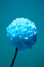 LUCILLE – Original Essence Ocean Room Fragrance - 130 ml - 200 ml - 500 ml