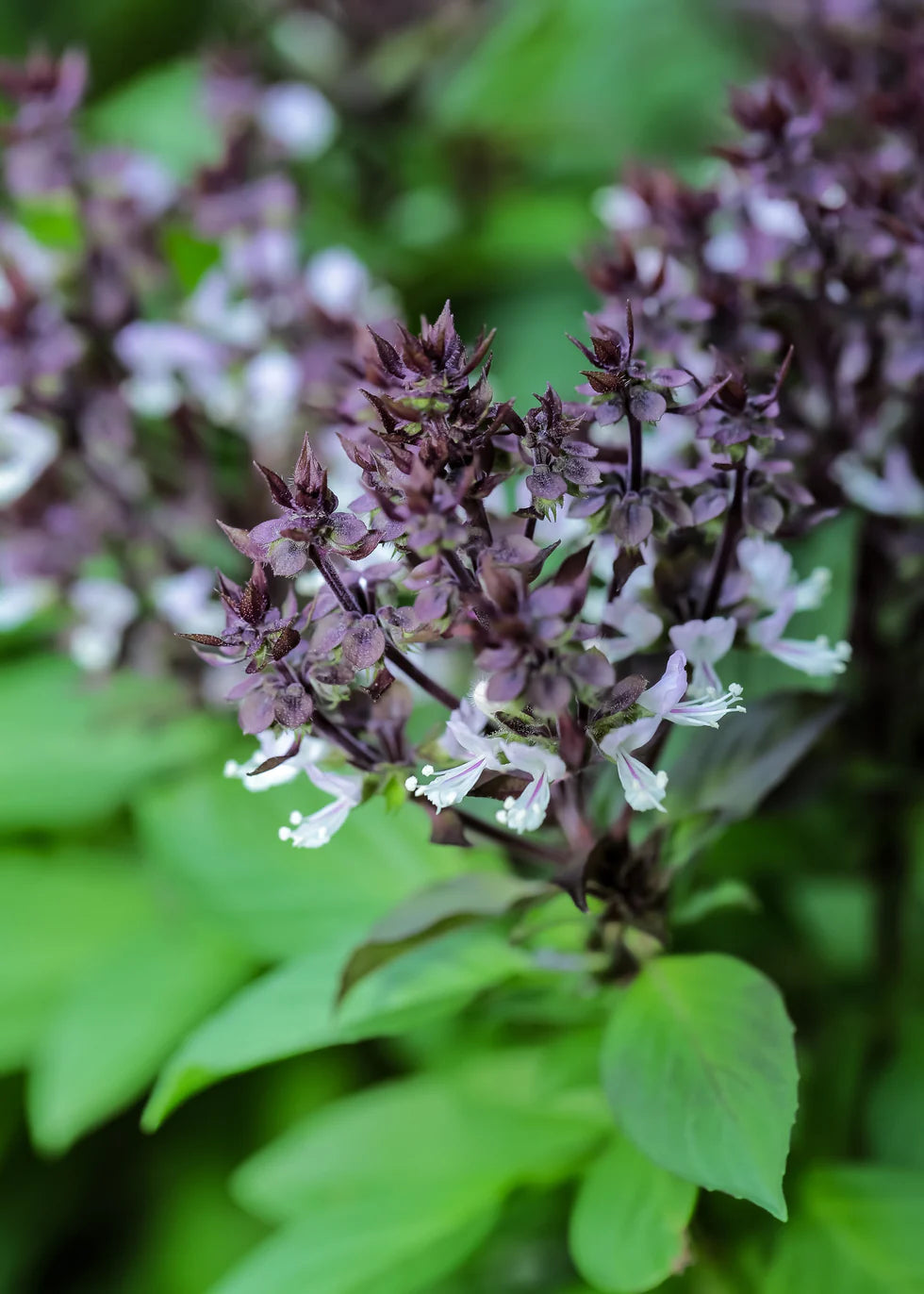 LUCILLE – Original Patchouli Room Fragrance - 130 Ml - 200 ml - 500 ml