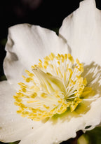 CHAKRA JASMINE - REED DIFFUSER 130 ml - 300 ml - 500 ml